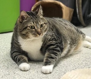 В США через фейсбук нашли хозяина толстому коту по кличке Пончик