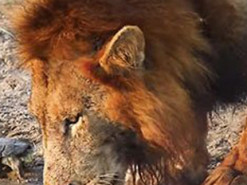 Смелая черепаха прогнала львов с водопоя и стала героиней Сети