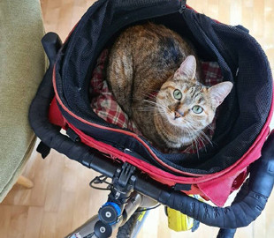 Кошка, путешествующая по миру на велосипеде, стала звездой Сети