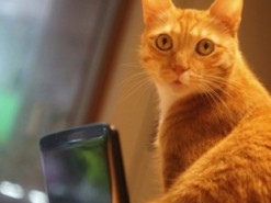 Инженер разработал систему дистанционного открывания двери для кота