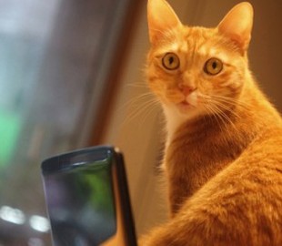 Инженер разработал систему дистанционного открывания двери для кота