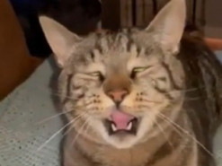 Кот показал хозяйке необычный музыкальный кусь и прославился в TikTok