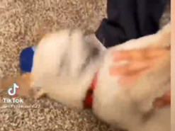 Видео дня: Необычное чихание собаки покорило интернет