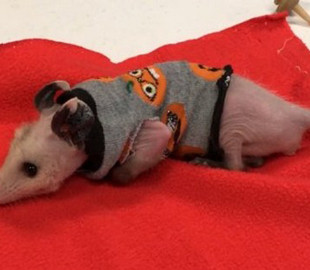 Лисий опосум, який обожнює одяг, став зіркою Мережі