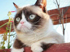 Хвостатые звезды: названы самые популярные коты в Instagram