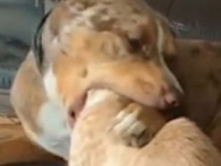 Увлеклась: собака зашла слишком далеко, вылизывая кошку