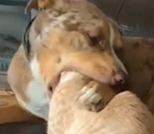 Увлеклась: собака зашла слишком далеко, вылизывая кошку