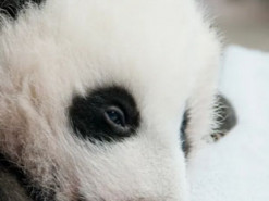 В США детеныш панды получил имя "маленькое чудо" и стал звездой интернета