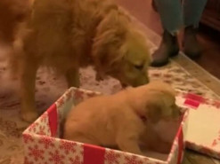 Реакция пса на маленькую подружку умилила Сеть