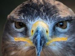 Птица воспользовалась роумингом и разорила наблюдавших за ней ученых