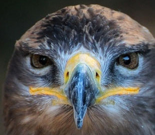 Птица воспользовалась роумингом и разорила наблюдавших за ней ученых