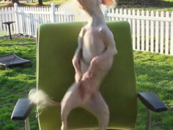 Собака позабавила энергичным танцем на стуле