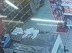 «Васька-разрушитель»: кот навел шороху в магазине