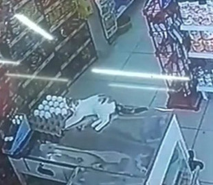 «Васька-разрушитель»: кот навел шороху в магазине