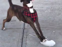 Пес придумал новый вид спорта на льду и рассмешил Сеть