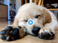 У пользователей соцсетей новое увлечение - собачьи ноги