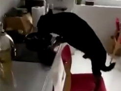 Видеохит: Чтобы добраться до еды на плите, собака пошла на хитрость