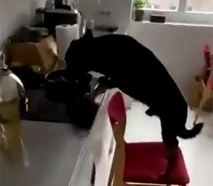 Видеохит: Чтобы добраться до еды на плите, собака пошла на хитрость