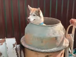 Собака каталась в бетономешалке: видео стало вирусным в Сети