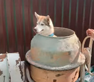Собака каталась в бетономешалке: видео стало вирусным в Сети