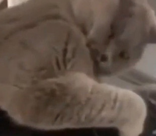 Курьез: кот показал «бицуху» и до слез рассмешил соцсети