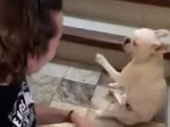 Парень и собака записали зажигательный танец: волнующее видео показали в Сети