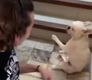 Парень и собака записали зажигательный танец: волнующее видео показали в Сети