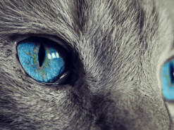 Ученые разрабатывают технологию, которая позволяет увидеть мир глазами животных