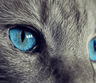 Ученые разрабатывают технологию, которая позволяет увидеть мир глазами животных