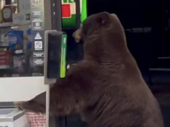 Медведь в магазине воспользовался санитайзером: забавное видео