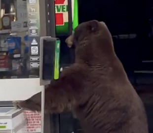 Медведь в магазине воспользовался санитайзером: забавное видео