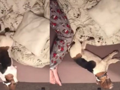 Ночная миграция маленького песика вызвала восторг у комментаторов в Сети