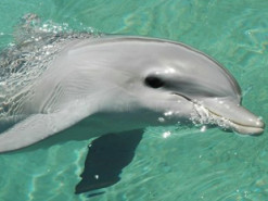 Робот-дельфін заряджається без дротів та може плавати всередині людини: навіщо його створили