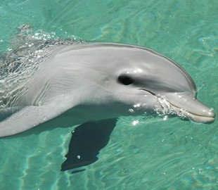 Робот-дельфін заряджається без дротів та може плавати всередині людини: навіщо його створили
