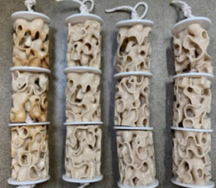 В США кораллы печатают на 3D-принтере, чтобы сохранить экосистему