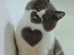 Художник «освежил» популярные мемы с котами (Фото)