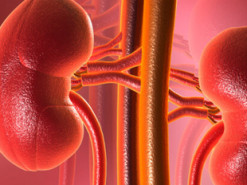 Медик розповіла про корисні та шкідливі для нирок продукти