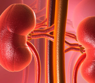 Медик розповіла про корисні та шкідливі для нирок продукти