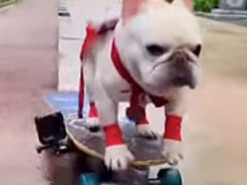 Смелый бульдог освоил катание на скейтборде