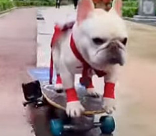 Смелый бульдог освоил катание на скейтборде