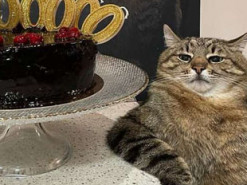 Украинский котик набрал один миллион подписчиков