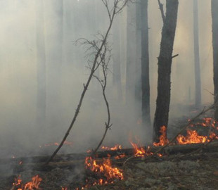 Через займання осередків лісу у Чорнобильській зоні радіаційний фон не підвищився