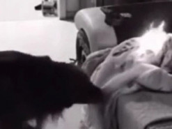 Пес, пытающийся потушить горящее одеяло, попал на видео