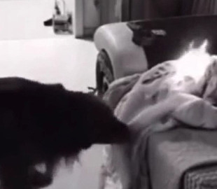 Пес, пытающийся потушить горящее одеяло, попал на видео