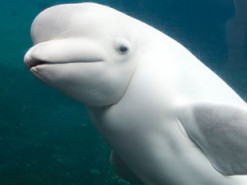 В сеть попало невероятное видео с уникальным дельфином-альбиносом по имени Каспер