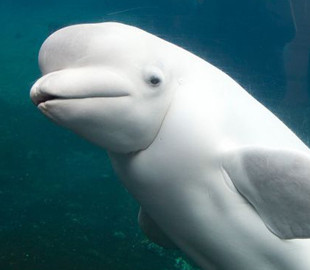 В сеть попало невероятное видео с уникальным дельфином-альбиносом по имени Каспер