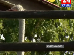 Хакери зламали трансляцію пропагандистського каналу «Крым 24»