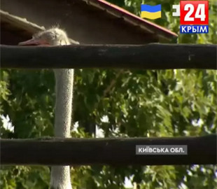 Хакери зламали трансляцію пропагандистського каналу «Крым 24»