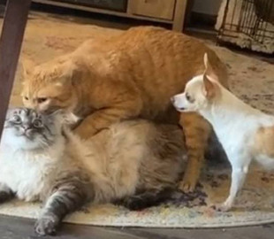 Храбрый пес спас кошку от приставучего кота и рассмешил пользователей Сети