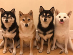 Собака обладает талантом портить групповые фотографии